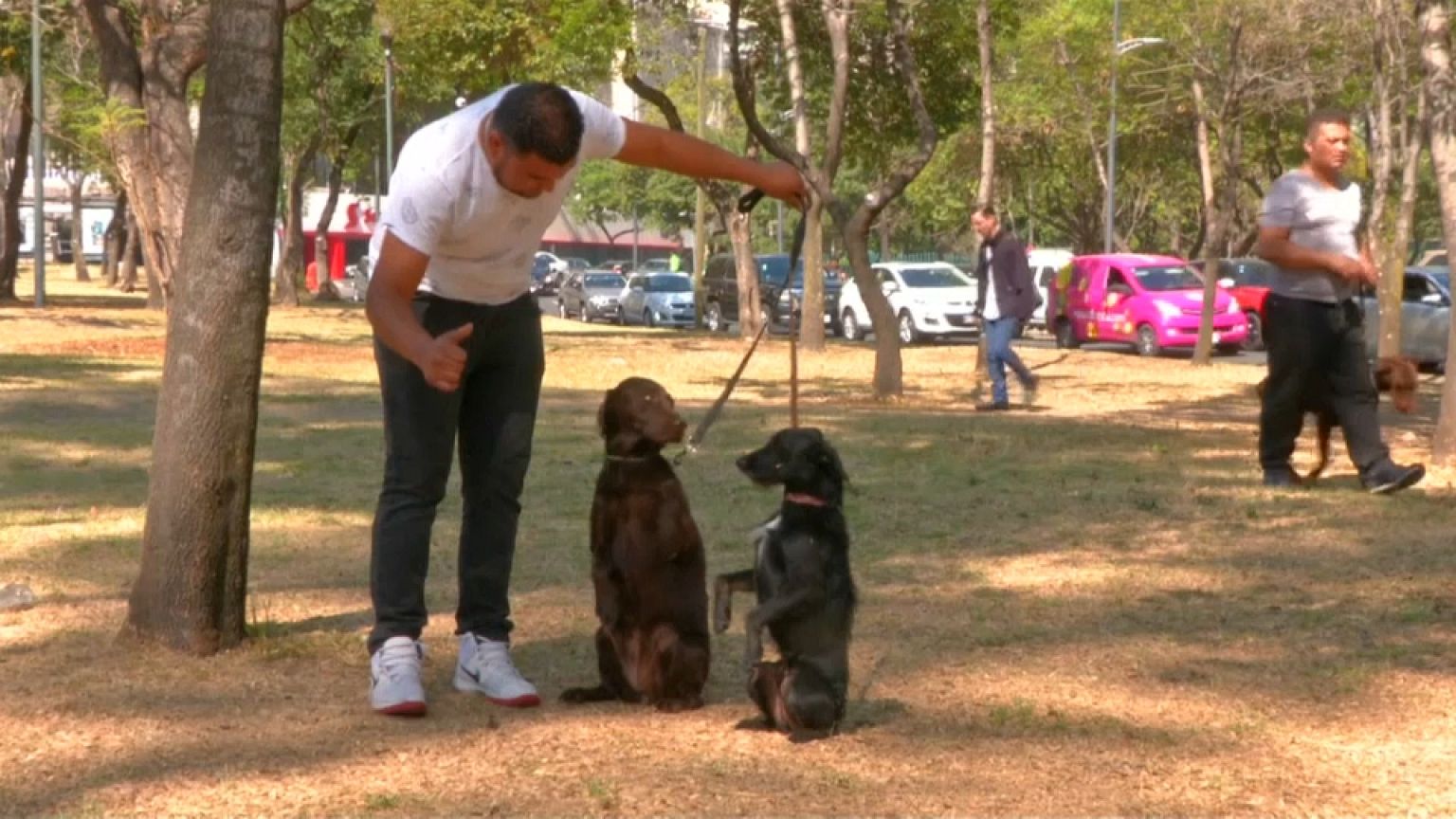 Los perros mexicanos hacen pandilla