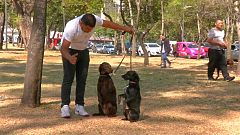 Los perros mexicanos hacen pandilla