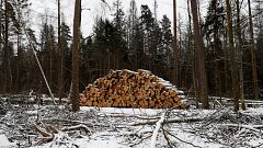 Дело короеда-типографа нарушило нормы ЕС
