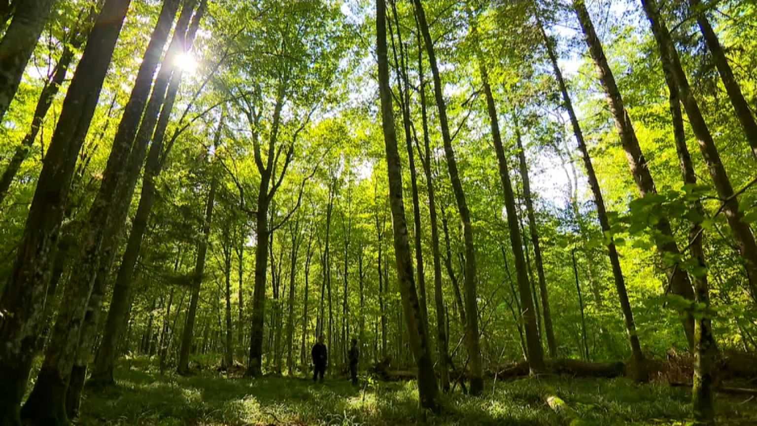Nuevo aviso a Polonia por el bosque de Bialowieza 