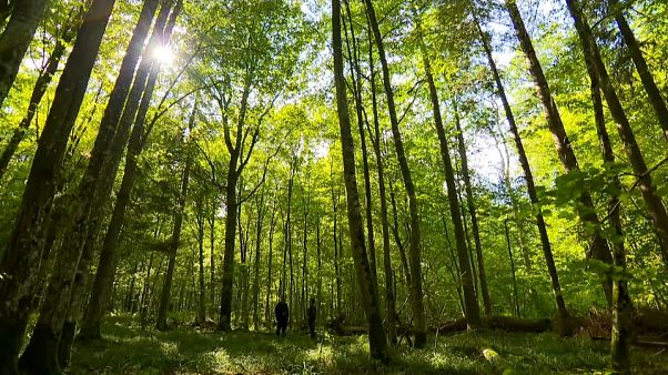 Nuevo aviso a Polonia por el bosque de Bialowieza Nuevo aviso a Polonia por el bosque de Bialowieza
