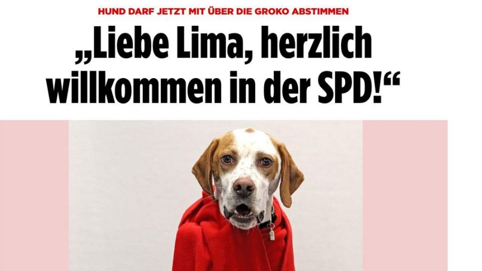 Hund darf jetzt mit über die GRoKO abstimmen