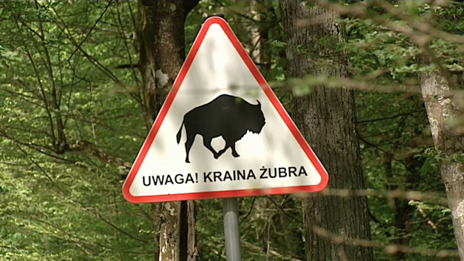 la foresta di Bialowieza, in Polonia