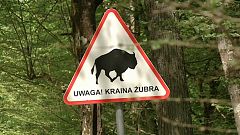 la foresta di Bialowieza, in Polonia