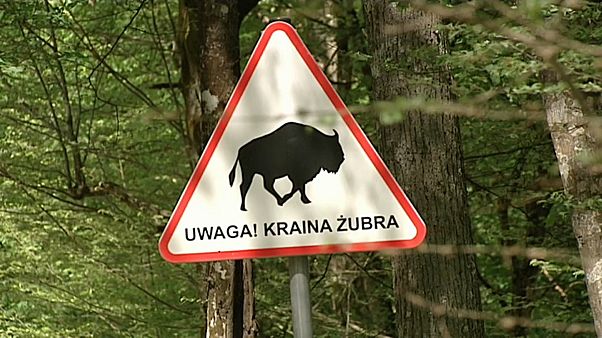 la foresta di Bialowieza, in Polonia la foresta di Bialowieza, in Polonia