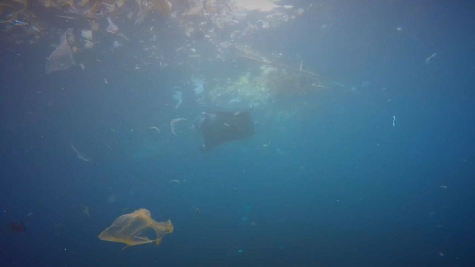 Mantas alimentam-se de plástico