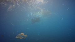 Mantas alimentam-se de plástico