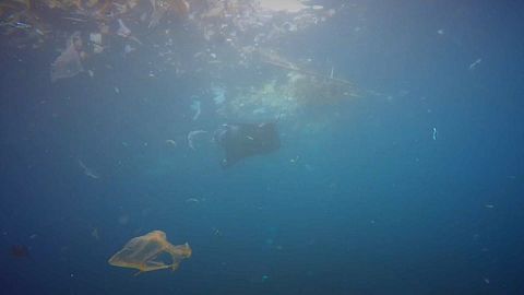 Mantas alimentam-se de plástico