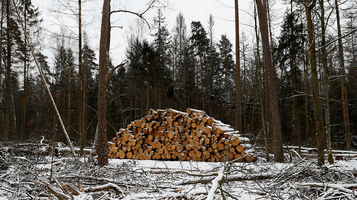 Avrupa Adalet Divanı Polonya'yı ağaç kesimi konusunda uyardı 