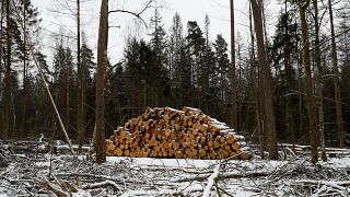 Avrupa Adalet Divanı Polonya'yı ağaç kesimi konusunda uyardı