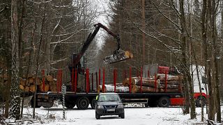 La Pologne a abattu illégalement les arbres de Bialowieza