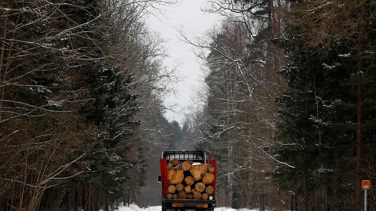 150.000 Urwald-Bäume abgeholzt - Polen droht Niederlage vor EuGH 