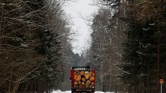 150.000 Urwald-Bäume abgeholzt - Polen droht Niederlage vor EuGH 
