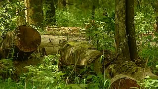 Jogellenes a lengyel erdőirtás