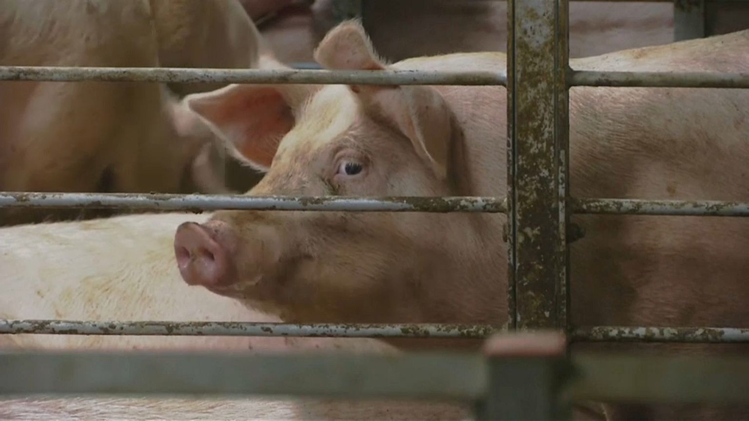 Peking investiert in riesige Schweinefarmen