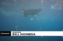 Imagens captam raia a comer plástico no mar da Indonésia