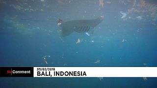Imagens captam raia a comer plástico no mar da Indonésia