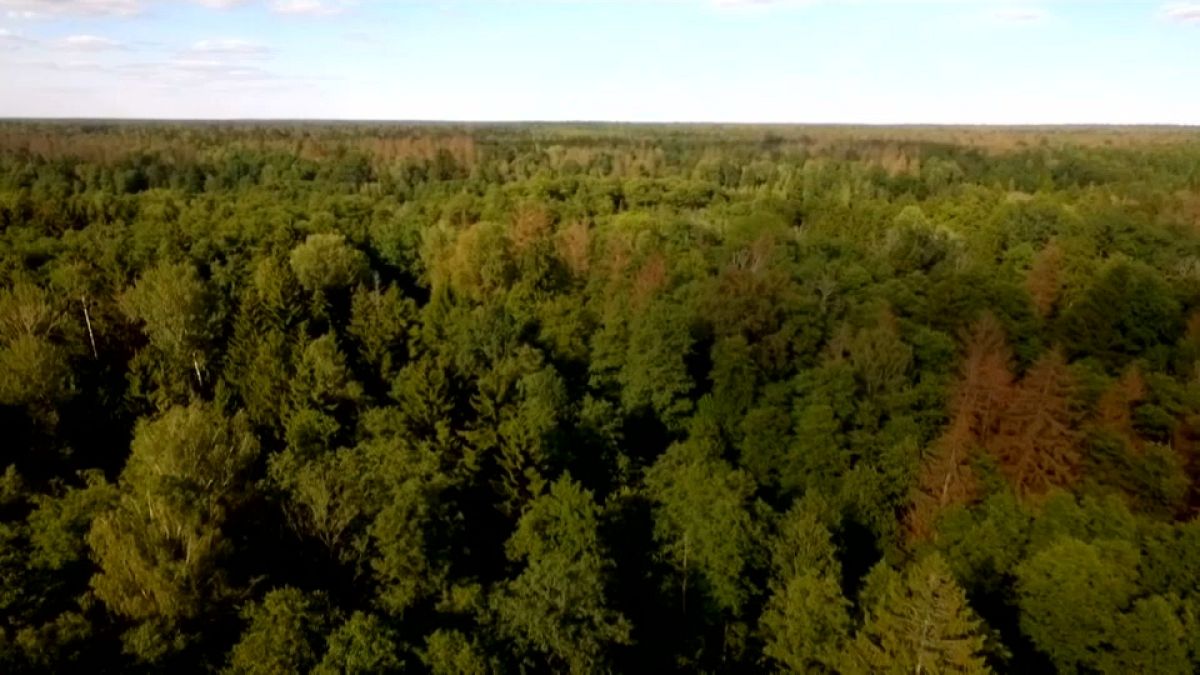 Poland's heavy foresting under scrutiny