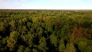 Poland's heavy foresting under scrutiny