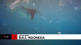 Manta Ray filmed swimming through plastic bags and other rubbish off Bali