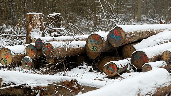 Bialowieza: Governo polaco "está a violar lei europeia" Bialowieza: Governo polaco "está a violar lei europeia"