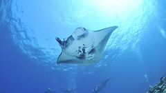 Raie manta : du plastique pour le déjeuner !