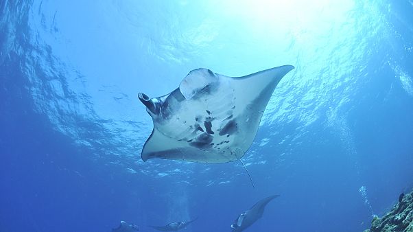 Raie manta : du plastique pour le déjeuner ! Raie manta : du plastique pour le déjeuner !