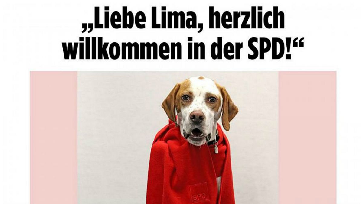 الكلبة "ليما" تمارس "حقها الانتخابي" وتحدد مصير انضمام الحزب الديمقراطي الاجتماعي للائتلاف الحاكم في ألمانيا 