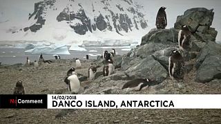 Pingvinek strandja
