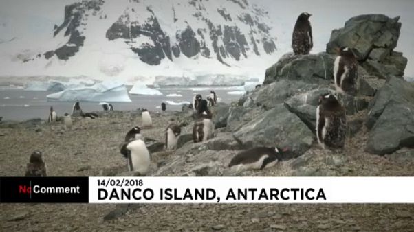 Pingvinek strandja Pingvinek strandja