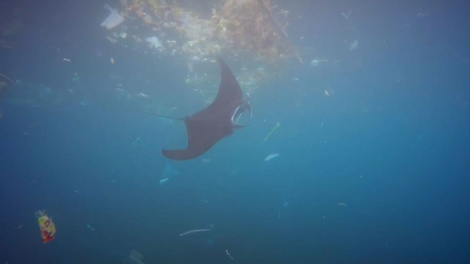 Mantarochen im Plastikmeer