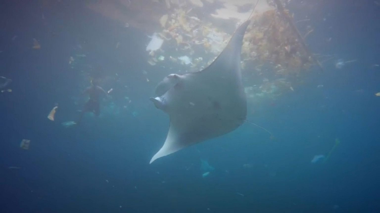 ¿Se comen los peces raya la basura de los océanos?