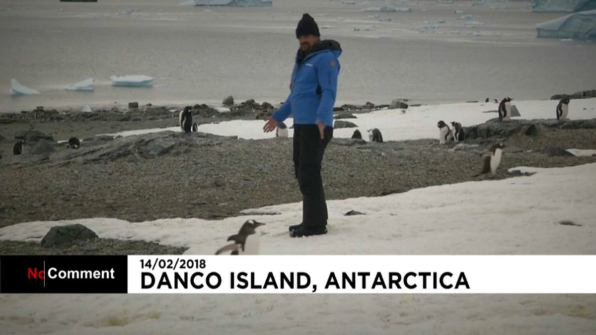 David Harbour with Antarctic penguins