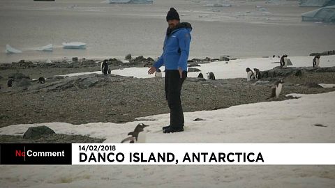 David Harbour with Antarctic penguins