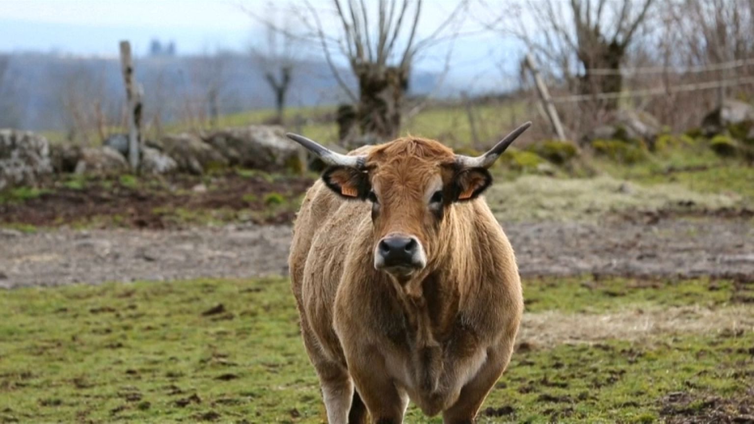 Haute, l'égérie du salon de l'agriculture 2018, en route pour Paris 