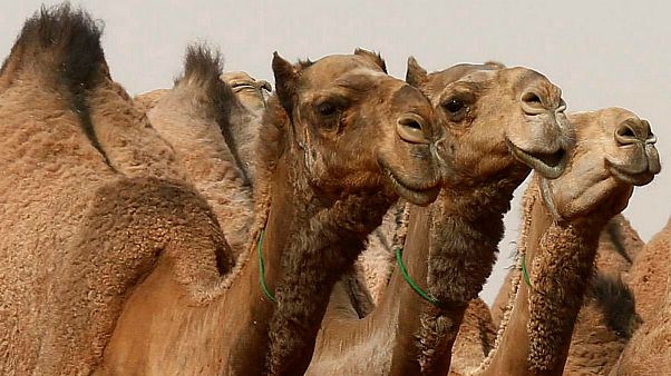 تعرّف على لغز الجمال المنحوتة في السعودية تعرّف على لغز الجمال المنحوتة في السعودية