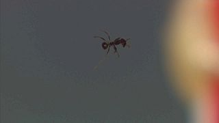 El rayo tractor acústico muestra que el sonido puede levantar hormigas