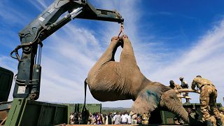 Elephants tranquilised and 'relocated' after destroying crops