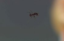 Possibili usi medici per il raggio traente sonoro che fa levitare le formiche