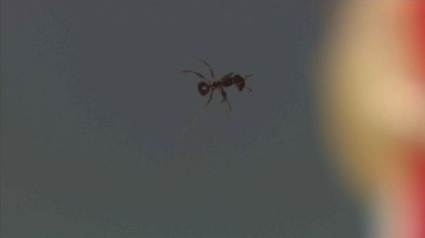 Possibili usi medici per il raggio traente sonoro che fa levitare le formiche Possibili usi medici per il raggio traente sonoro che fa levitare le formiche