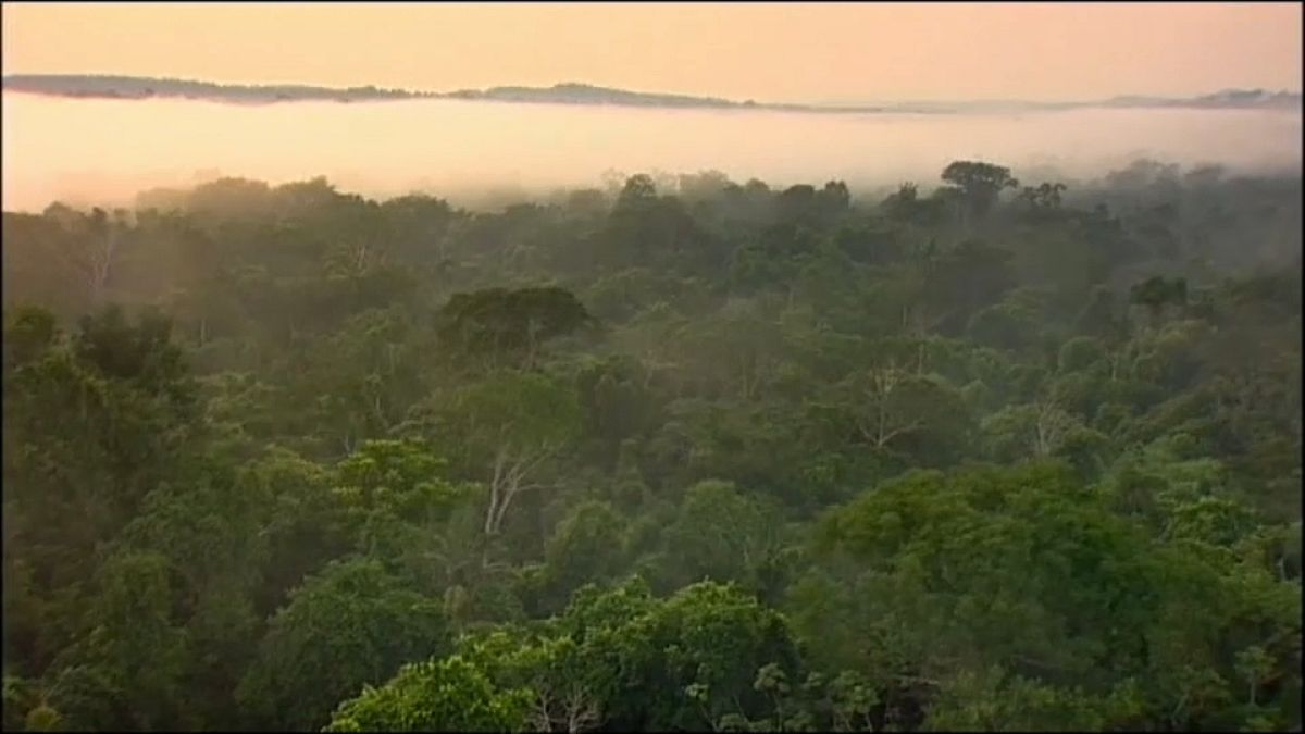Amazonas-Regenwald könnte zur Savanne werden