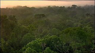 L'Amazonie pourrait atteindre un point de non-retour