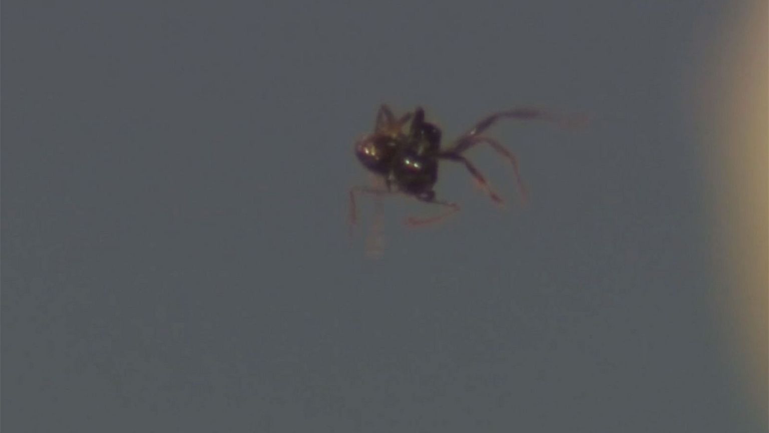 Des ultra-sons capables de faire léviter des fourmis
