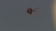 Des ultra-sons capables de faire léviter des fourmis