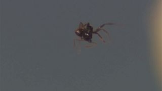 Des ultra-sons capables de faire léviter des fourmis