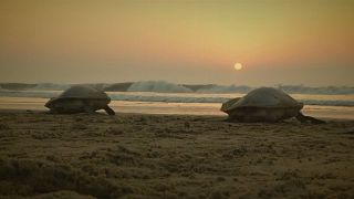 Meeresschildkröten am Strand von Ganjam