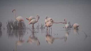 Tanzende Flamingos