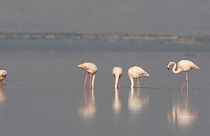 Flamingoların dansı