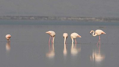 Flamingoların dansı