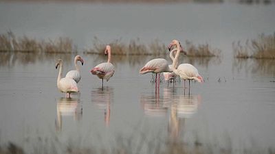 Flamingók tánca